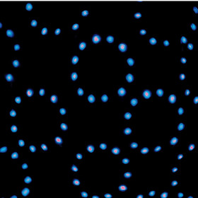 TIP 3382 LED Single Beam 10W Laser Beamer RGB 230V Partylicht Schwarz