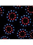 TIP 3382 LED Single Beam 10W Laser Beamer RGB 230V Partylicht Schwarz