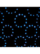 TIP 3382 LED Single Beam 10W Laser Beamer RGB 230V Partylicht Schwarz
