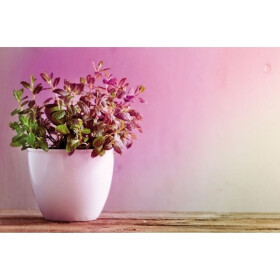 Paulmann 287.37 LED Filament Plant PAR38 E27 6,5W 230V Pflanzenlicht Grow Green